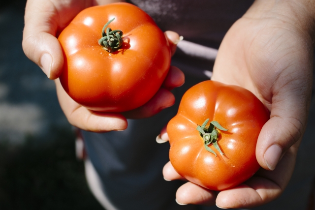 sell tomatoes directly from the Ibaraki area