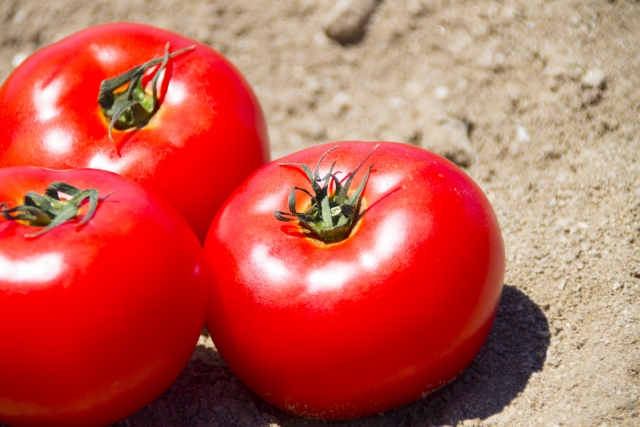 茨城産の特別栽培トマトをギフトに 甘い 美味しいと評判の桃太郎 トマトの見分け方 雅農園